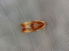 Brassy Tortrix (Eulia ministrana)