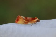 Brassy Tortrix (Eulia ministrana)