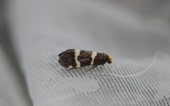 Lampronia flavimitrella