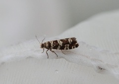 Common Spruce Bell (Epinotia tedella)