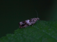 White Sallow Bell (Epinotia subocellana)