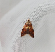 Yellow-spot Tortrix (Pseudargyrotoza conwagana)