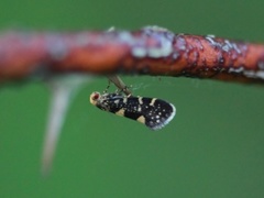 Bringebærknoppmøll (Lampronia corticella)