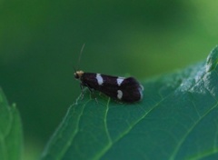 Currant-shoot Borer (Lampronia capitella)