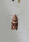 Silver-barred Bell (Epinotia fraternana)