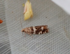 Silver-barred Bell (Epinotia fraternana)