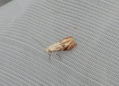 Birch Bent-wing (Bucculatrix demaryella)