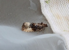 Marbled Orchard Tortrix (Hedya nubiferana)
