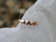 Gold-ribbon Argent (Argyresthia brockeella)