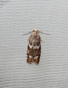 Silver-barred Bell (Epinotia fraternana)