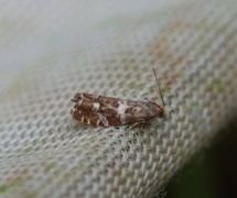 Silver-barred Bell (Epinotia fraternana)