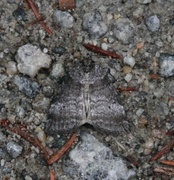 Common Lutestring (Ochropacha duplaris)