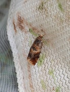 Oak Marble (Lobesia reliquana)