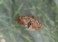 Scallop Shell (Rheumaptera undulata)