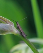 Monochroa tenebrella