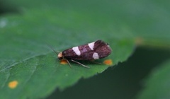 Currant-shoot Borer (Lampronia capitella)
