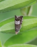 Triple-stripe Piercer (Grapholita compositella)