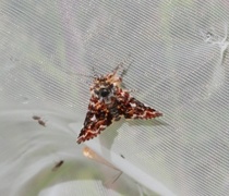 Beautiful Yellow Underwing (Anarta myrtilli)