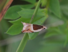 Vikkesigdvikler (Ancylis badiana)