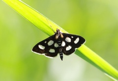 Gullrisengmott (Anania funebris)