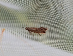Glyphipterix thrasonella