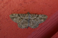 Willow Beauty (Peribatodes rhomboidaria)