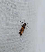 Red Cosmet (Mompha locupletella)