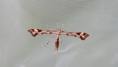 Triangle Plume (Platyptilia gonodactyla)