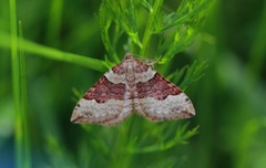 Fiolett båndmåler (Xanthorhoe decoloraria)