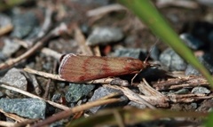 Bakkesmalmott (Hypochalcia ahenella)