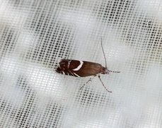 Glyphipterix equitella