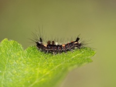 The Vapourer (Orgyia antiqua)
