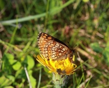 Heath Fritillary (Melitaea athalia)