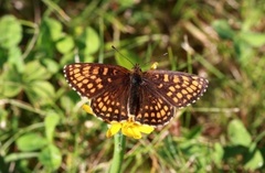 Heath Fritillary (Melitaea athalia)