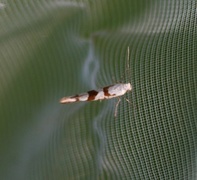 Gold Rowan Argent (Argyresthia sorbiella)