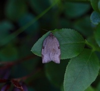 Large Ivy Tortrix (Lozotaenia forsterana)