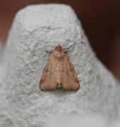 Small Dotted Buff (Photedes minima)