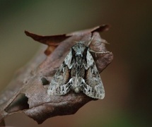 The Saxon (Hyppa rectilinea)