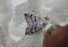Treble-bar (Aplocera plagiata)