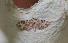 Revebjelledvergmåler (Eupithecia pulchellata)