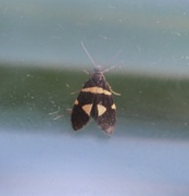 Wood Bright (Lampronia luzella)