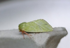 Rødfrynset båtfly (Pseudoips prasinana)