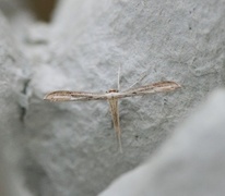 Prikkfjærmøll (Hellinsia tephradactyla)