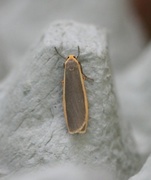 Common Footman (Eilema lurideola)
