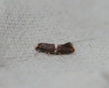 Elachista adscitella