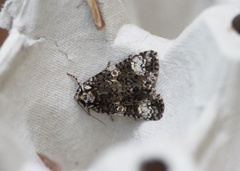 The Coronet (Craniophora ligustri)