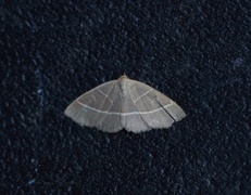 Olive Crescent (Trisateles emortualis)