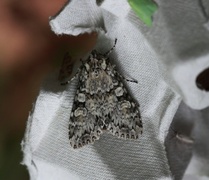 Grey Arches (Polia nebulosa)