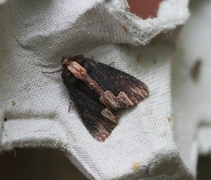 Bird's Wing (Dypterygia scabriuscula)