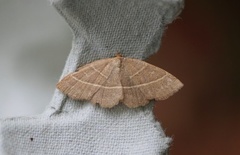 Olive Crescent (Trisateles emortualis)